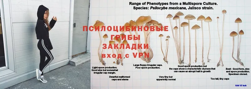 Псилоцибиновые грибы Magic Shrooms  ссылка на мегу маркетплейс  Гагарин  где можно купить наркотик 